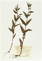 藏品(北方柳蘭)的圖片